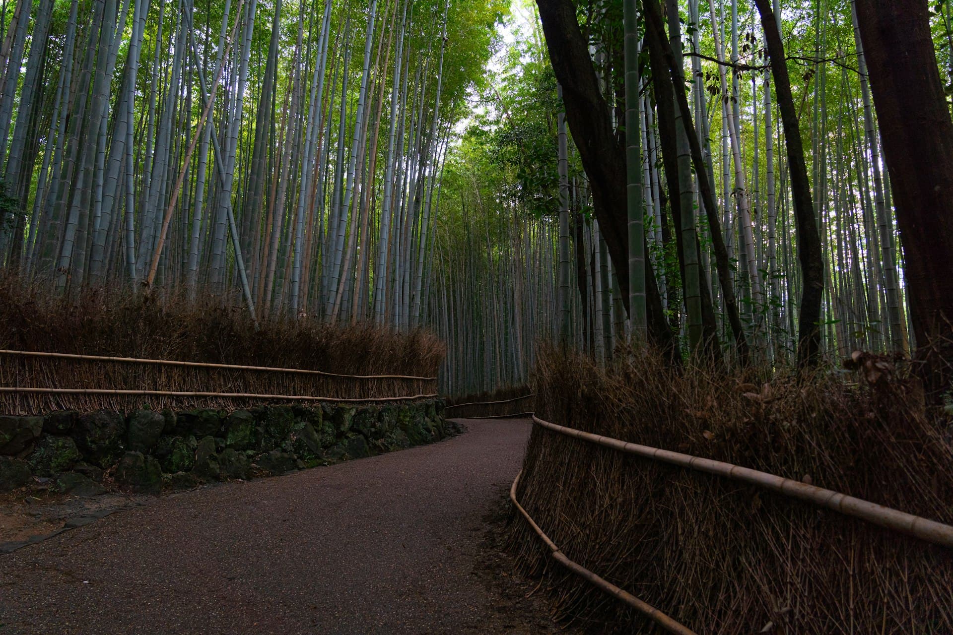 Arashiyama bamboo grove