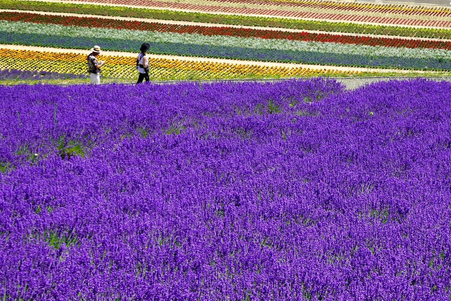 Lavender fields of Hokkaido